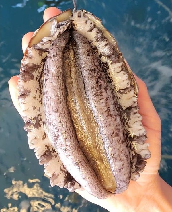 해남 인생전복 언박싱 리뷰 먹방 시작합니다!