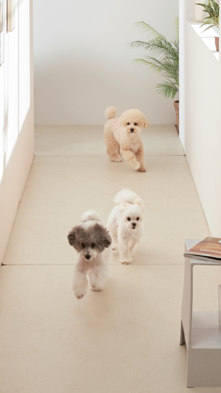 [100%선물🎁] 퍼핑X네이버펫 라이징위크 특가 